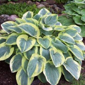 Хоста Hosta ‘American Halo’